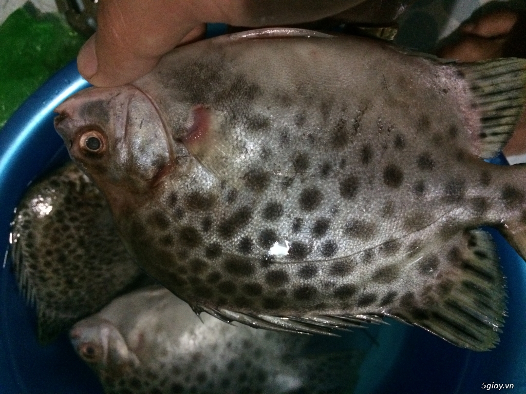 Cá nâu vùng sinh thái Cà Mau - Tươi, Ngon, Không chất bảo quản