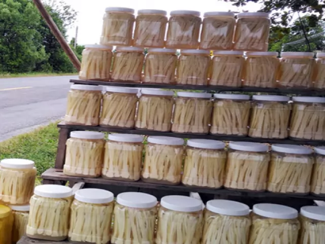 Dưa bồn bồn Cà Mau