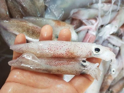 Mực trứng sữa ảnh 1