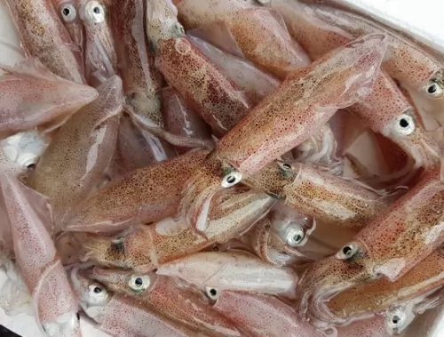 Mực trứng sữa ảnh 2