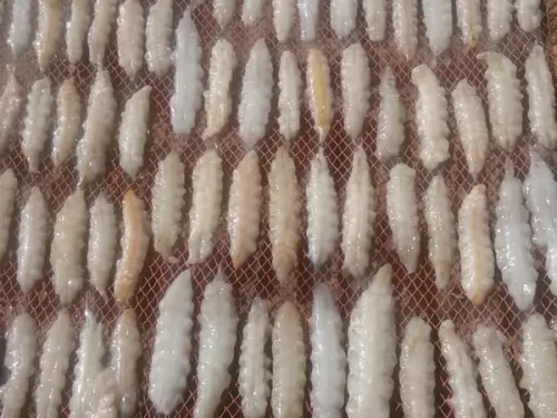 Khô tôm tích ảnh 3