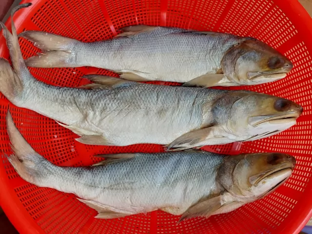 Khô cá chét mặn, muối dùi Cà Mau