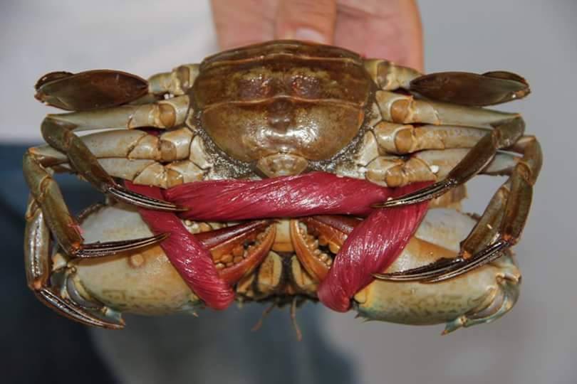 Mẹo chọn cua ngon 2