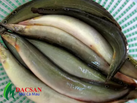 Cá chạch đống khi còn sống