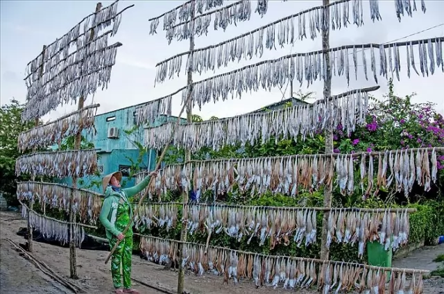Nông dân phơ khô cá khoai ngoài trời nắng tốt