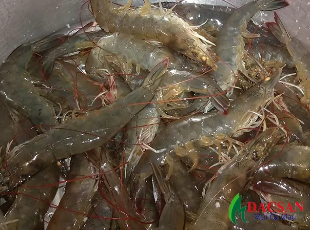Tép bạc - Nguyên liệu làm mắm tép