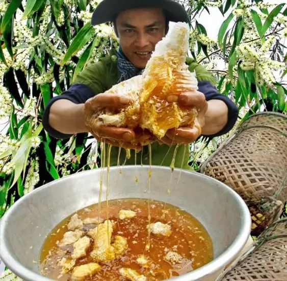 Lấy mật ong rừng