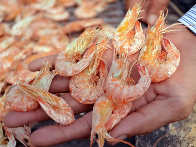Tôm khô sau khi phơi