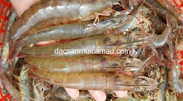 Tôm đất Cà Mau